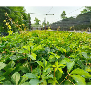 Ivy Cup Seedlings, Bawal Tiger, Red Silk Grass, Red Ge, Mountain Tiger, Bashan Tiger, Wall Climbing Tiger, Five-Leaf Brocade