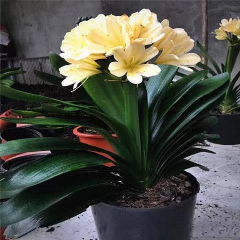 オーキアノプシス、オーキアノプシス鉢植え、オーキアノプシス苗、四季常緑植物、胡蝶蘭苗工場、卸売|undefined