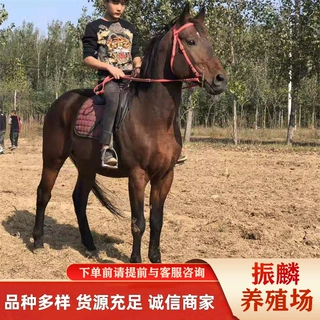 批发出售种马跑马骑乘马什么品种中国纯血马价格马匹养殖技术