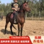 中国跑马品种养殖马匹