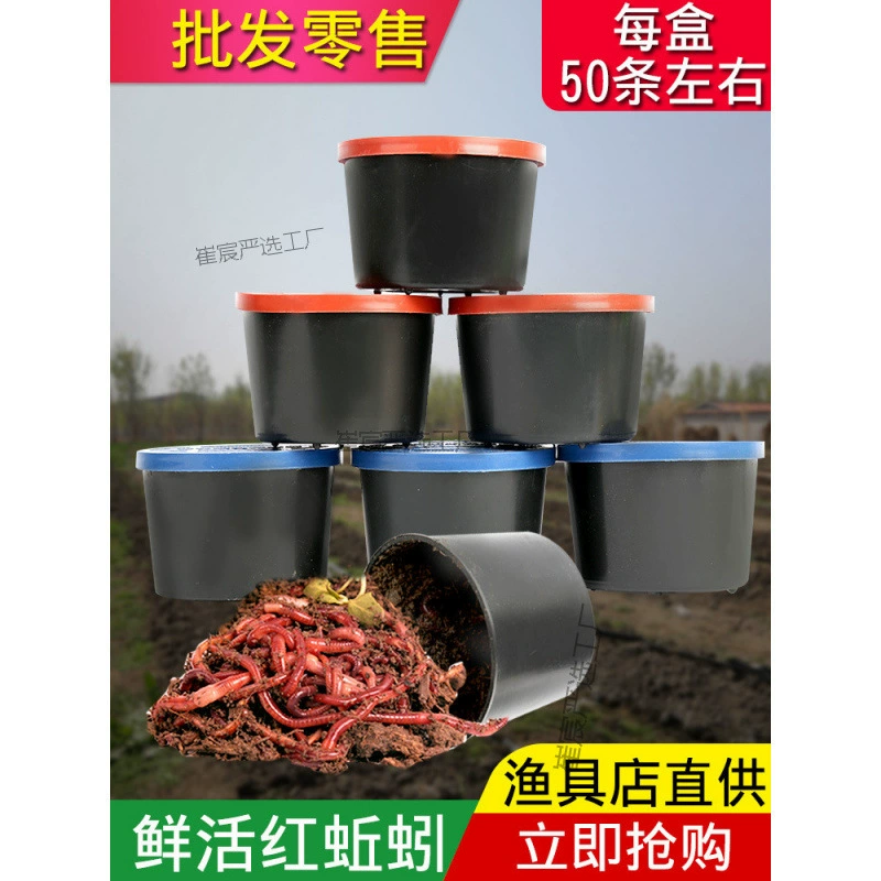 Дождевые черви Рыбалка Дождевые черви живая приманка Большой красный дождевой червь в коробке