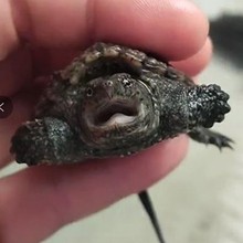 ��ˮ���������׹�С����С����ʳ�û�����͹��ڹ�����������