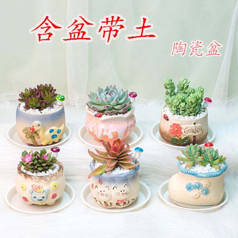 Succulent Plant Combination Potted Plant with Pot and Soil Radiation-Proof Office Green Plant Flower Novice Package Creative Cute Meat