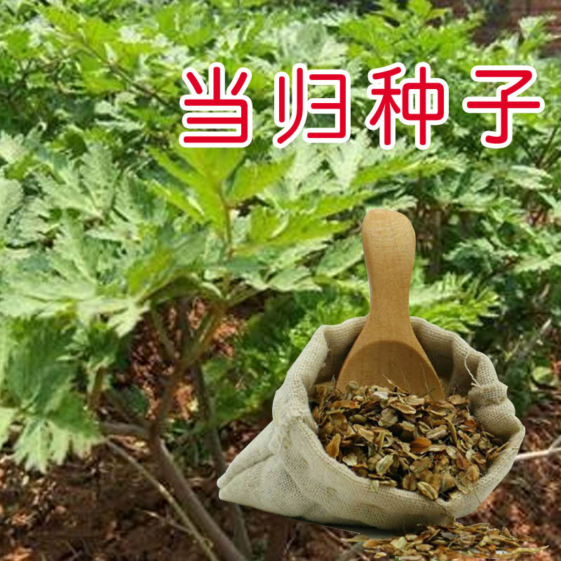 批发新当归种子中药材种子大全草药种籽四季种植产量高