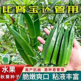 营养秋葵种子水果黄秋葵高产红秋葵农家小院阳台四季盆栽蔬菜种子