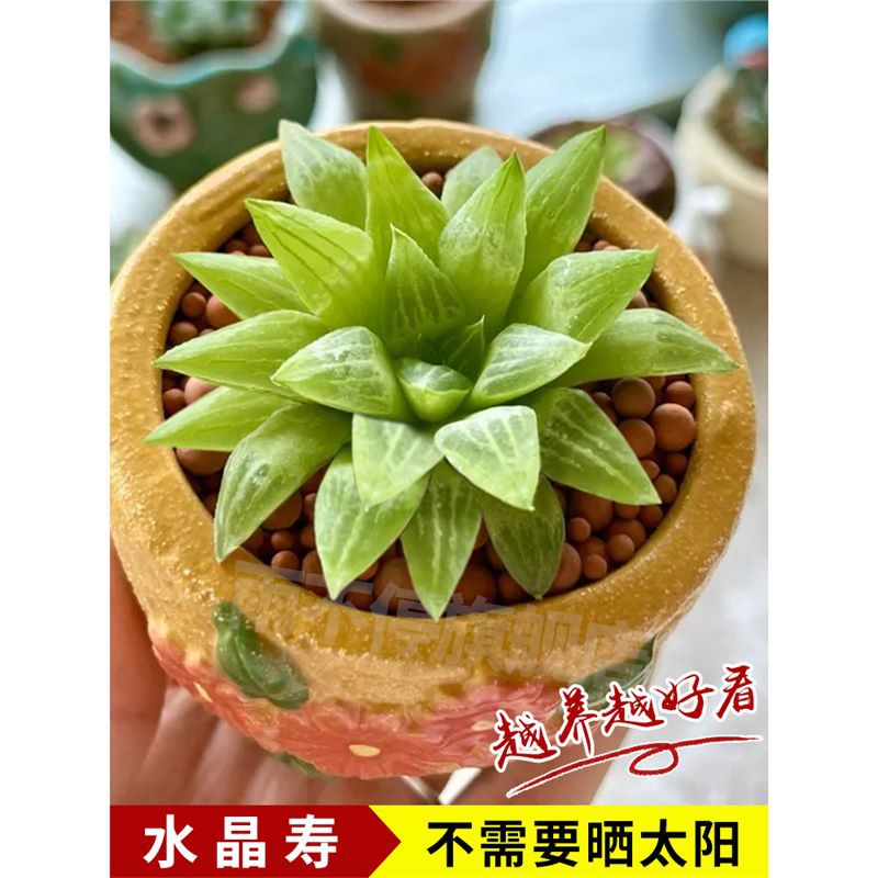 크리스탈 장수 4cm [원래 흙과 함께 배송]