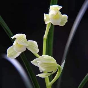 �m�����N�����ʹ��mһ�Uһ�����F�绨��ֲ���҃Ȼ��ڎ�����