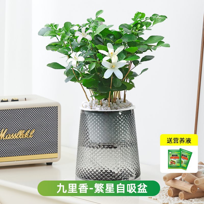 지우리샹(별분지) + 영양액