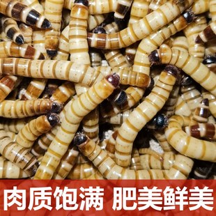 Live Mealworm Bait Protein Worms for Arowana, Starling, Gecko, and Canary Pet Feed Live Mealworms
