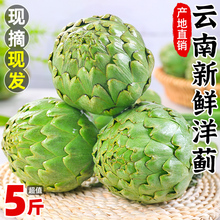 云南新鲜洋蓟5斤当季蔬菜蓟花西餐食材法国百合朝鲜蓟种摘包