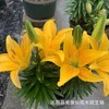 Wholesale Perfume Lily Park Multi -Seasons Blossom Lily Flower Seedlings Bring Bud Shipment Four Seasons Potted Ornamental Flowers