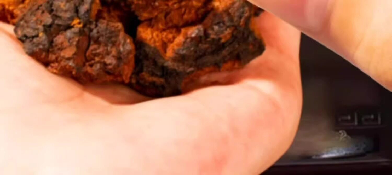 Wild Birch Chaga Mushroom 1000g Natural Sun Dried Siberian Inonotus obliquus for Decoction and Tea in use