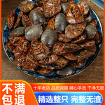 特级正品土元中药材大土鳖虫特级野生接骨地鳖虫另售蜈蚣水蛭全虫