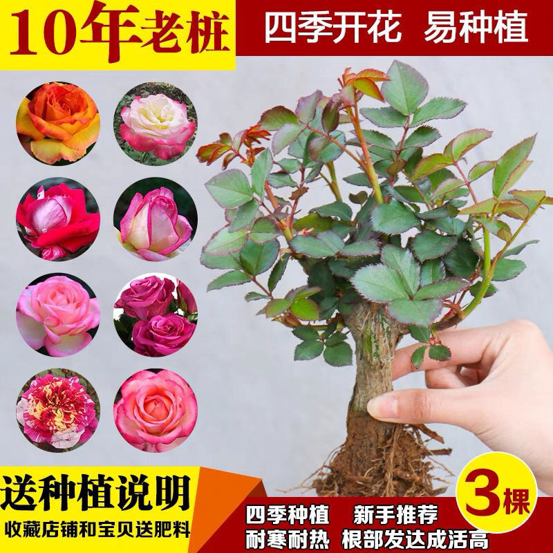 La Rolla Seedling Four Seasons Rose Seedling Old Pile Potted Flower Courtyard Balcony Indoor Rose Plant Green Plant Old Root
