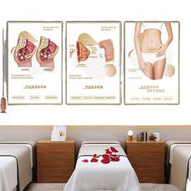 产后挂画月装饰画德株宣传恢复肌产康广告盆底子骨垒图片