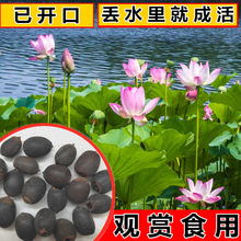 大型荷花种子池塘水养荷花四季莲藕种子室外莲花种子观赏荷花种籽