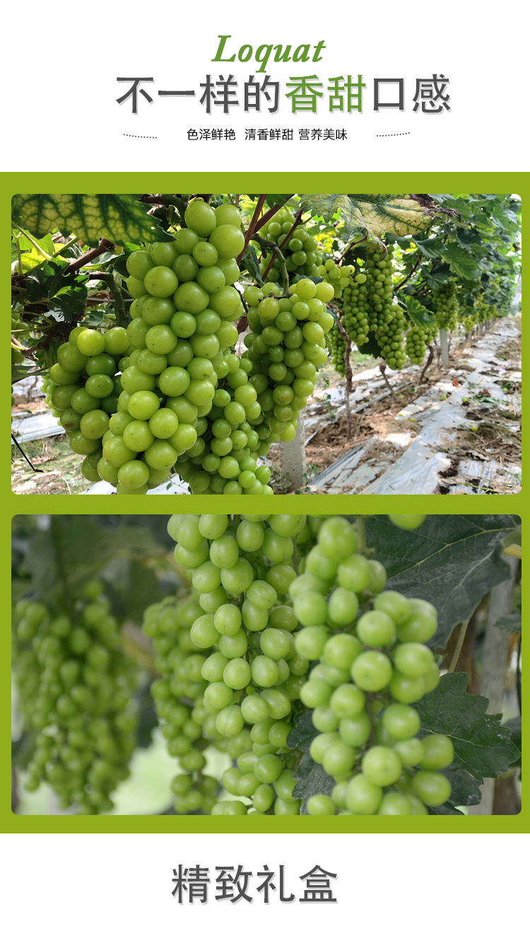 阳光玫瑰葡萄_02.jpg