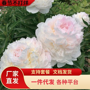 һ�����l�ذ���ș���玧ѿ�N���ļ��_���̨����ͥԺ�r���^�pĵ��