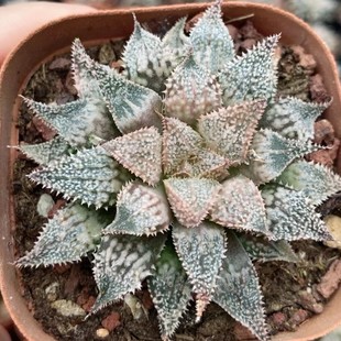 Rainbow Crab White Silver City Japanese Green Plant Potted Landscape Succulent Plant Greenhouse Wholesale Agave Cactus Twelve
