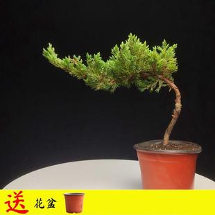 �����F��ؔ���辰ֲ���Ϙ��Sɽӭ�������͘��������������ɔ[��