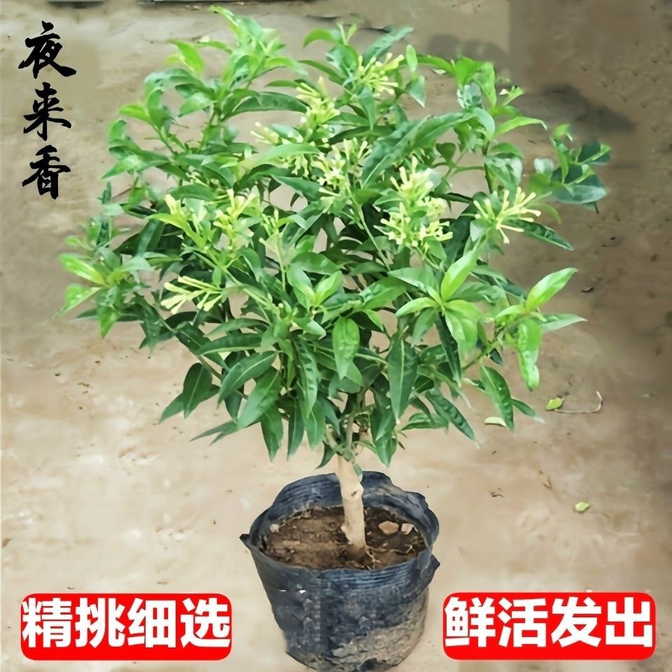 夜香花 夜兰香-夜香花 夜兰香批发、促销价格、产地货源 - 阿里巴巴