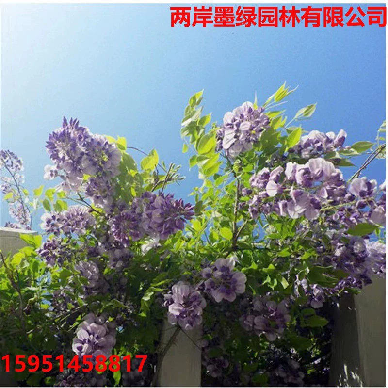 Оптовые рассада вистерии, саженцы вистерии, цветущие вьющиеся растения, вьющиеся растения, цветущие вьющиеся растения в том же году