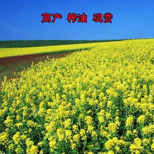 Ornamental Rapeseed Seeds, Colorfulful Rapeseed Seeds, High-Yielding Dwarf Oil Extraction, Southern Species, Four-Season Rapeseed Seeds