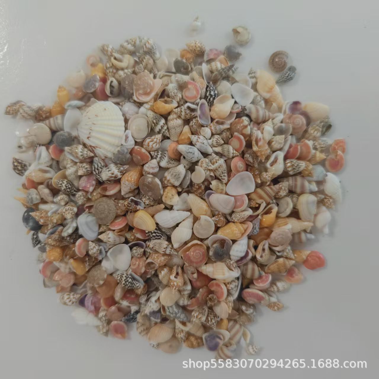 Materiales del paquete Micro paisaje Pequeña concha natural acuario paisajismo infantil hecha a mano concha de mar de borde de guardería