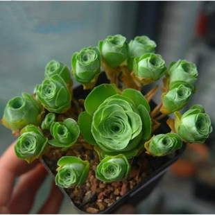 Mountain Rose Succulent Plant Group Is Easy to Feed Gold Jade Mountain Rose Egg Wine Glass Hierro Rose