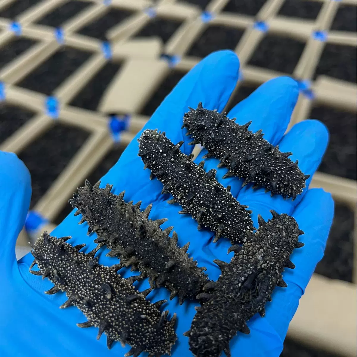 大连淡干海参 高品质辽刺参批发 一件代发 源头工厂 干货海产