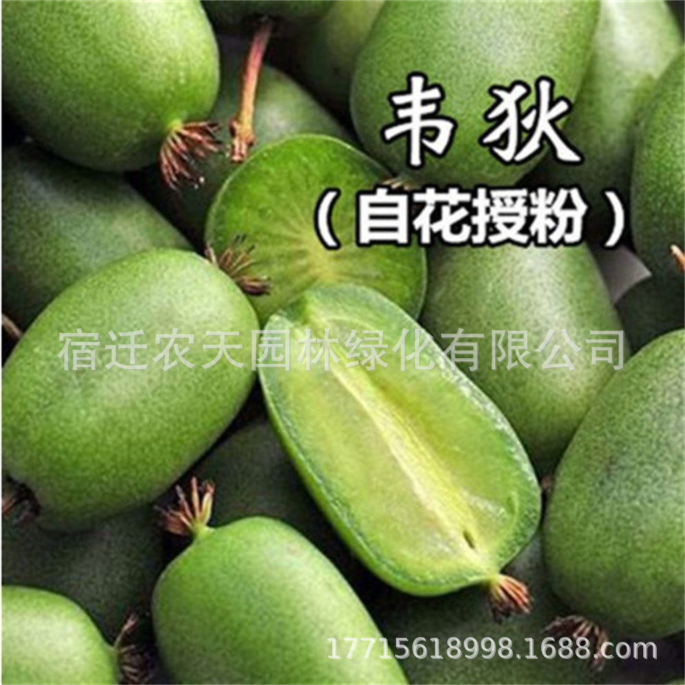 龙城二号软枣猕猴桃树苗盆栽地栽丹东长果软枣子苗奇异莓爬藤果树