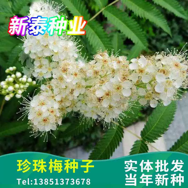 Жемчужина Слива Семена Горы Сорго Восемь Семена Деревянные Полосы Балкон Двор Семена