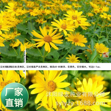 ���ܲ��ѹ�˾���l���̲ݻ��N�Ӷ������޸��ջ��N�ӽ����չ�ջ�