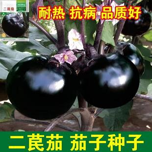 �ش����ӷN������ϺڈA�ѷN�Ѷ����Ѵ��ﲥ�r�Ҹ߮a�����߲˷N��