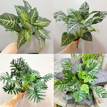 ��Ʒ�Ϲ���ֲ���ķ���ˮ���~�辰�����b׺��������~������