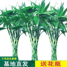 批发富贵竹水培植物水养客厅节节高绿植观音竹子盆栽花卉室内