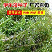 伊乐藻种子水培伊乐懒人草种籽吃不败水草养虾蟹水饲料藻小龙虾