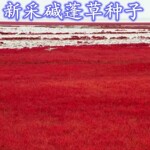 碱蓬草种子翅碱蓬卤蓬土壤改善沙荒地绿化耐盐碱治理改良绿化草籽