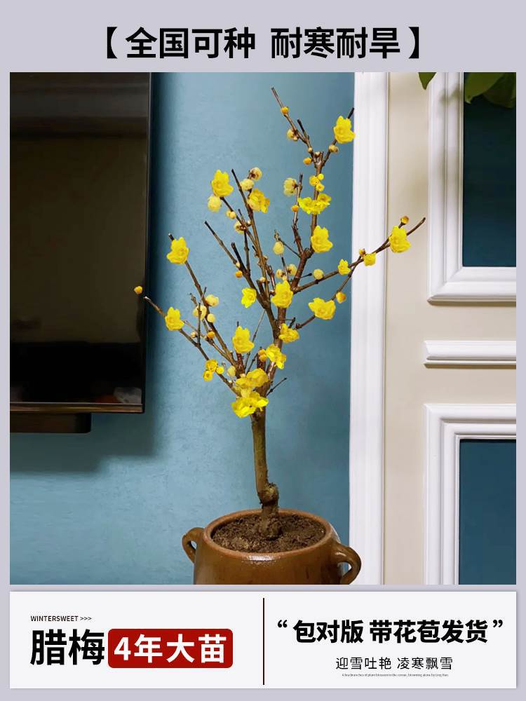 4년 [향이 강한 겨울절임 접목] + 특수비료 (개화기에는 꽃이 피고, 재발생하지 않음)