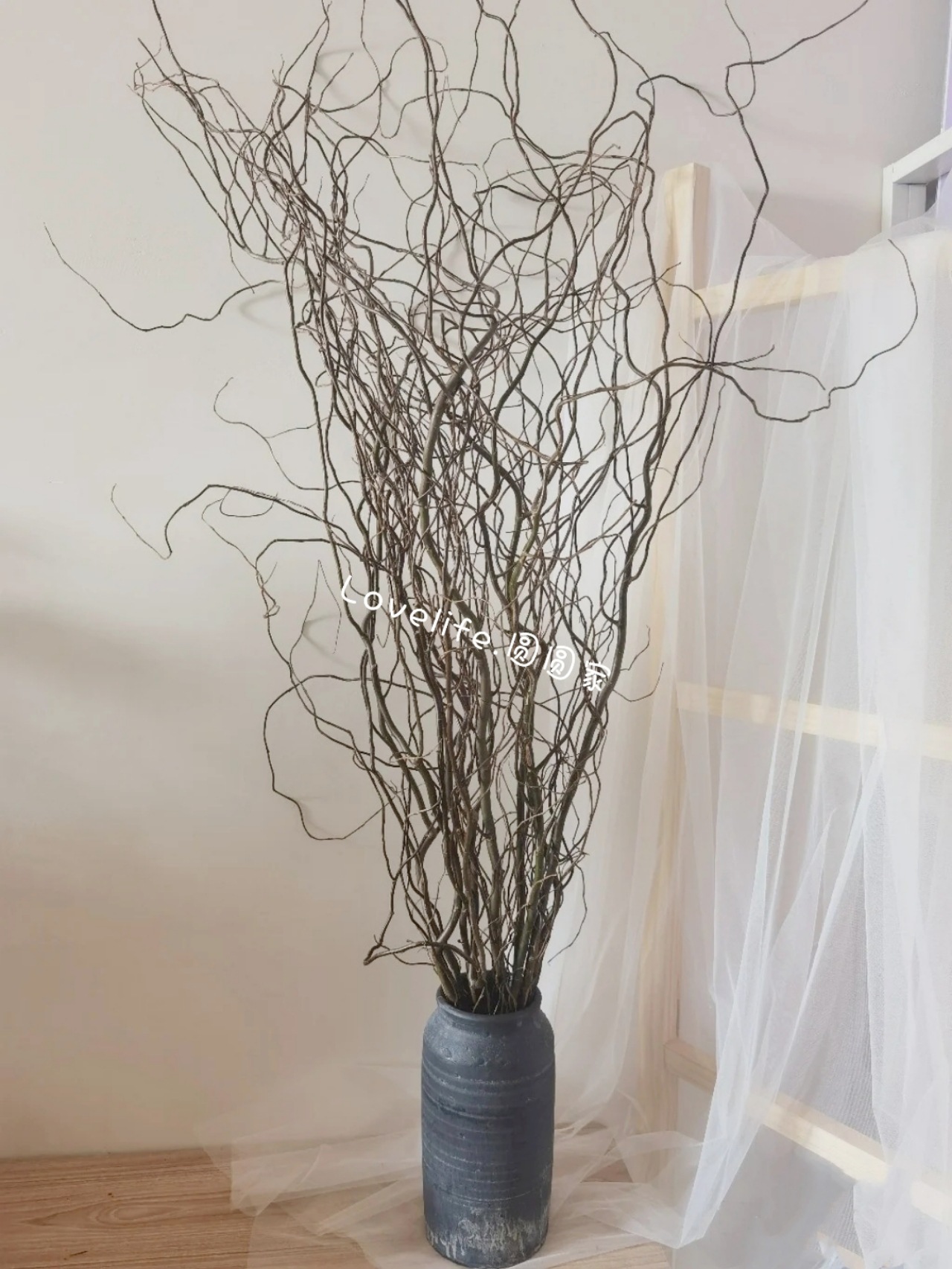 新鲜鲜活龙柳红瑞木枝条干枝水培植物泡水长叶懒人雪柳银柳年宵花 种苗花卉网