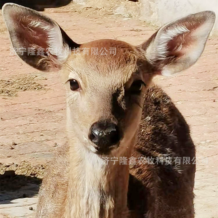 Сколько стоит молодой пятнистый олень на продажу взрослый пятнистый олень живая пятнистая олень