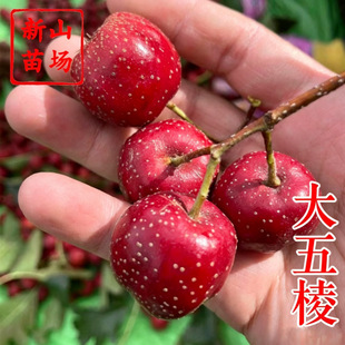 �������⡿��t����ɽ髴������Ի��Y��������Sɽ���
