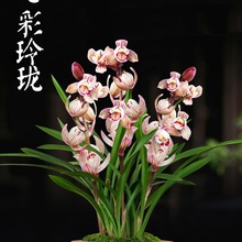 兰花苗建兰荷瓣七彩玲珑夏带花苞出售室内有香味的花卉绿植盆栽