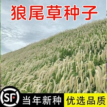 观赏狼尾草种子牧草紫穗狼尾草种籽盆栽公园绿化道路河堤护坡草籽
