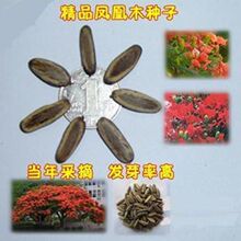 凤凰木种子 红花楹树影树种子 凤凰树火树种子 林木种子金凤种籽