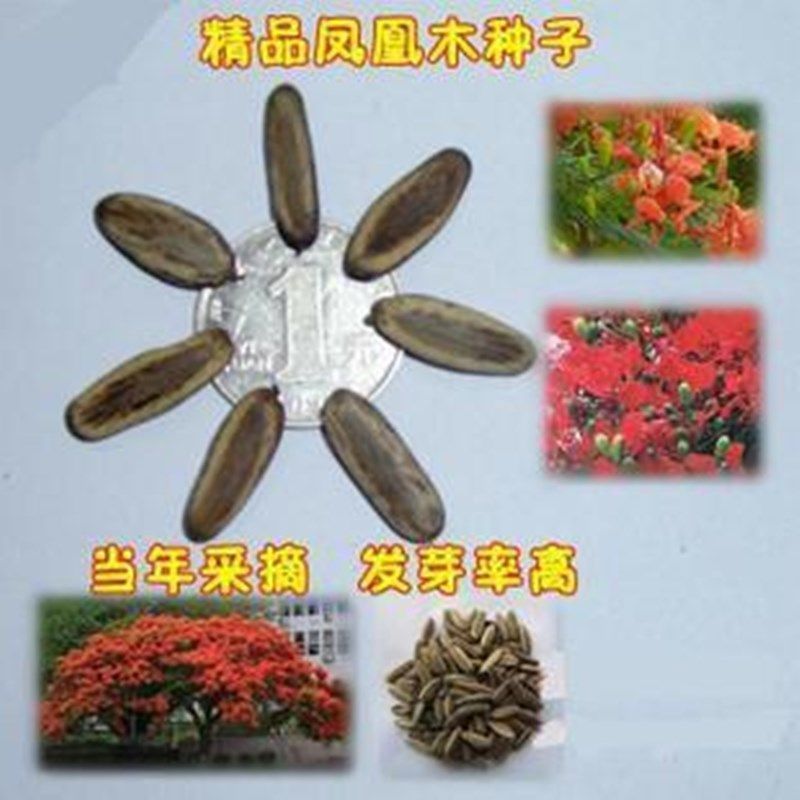 凤凰木种子 红花楹树影树种子 凤凰树火树种子 林木种子金凤种籽