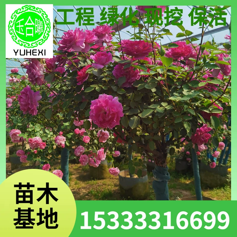 Саженцы роз в форме дерева с круглогодичным цветением, уличные декоративные цветы, ароматная роза с крупными цветками для создания цветочной стены.