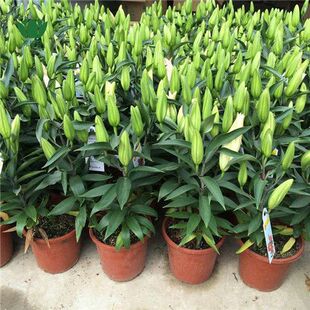 ��ˮ�ٺϻ������玧����ˮ���҃ȿ͏d�k�����̨�ļ����Bֲ�ﻨ��