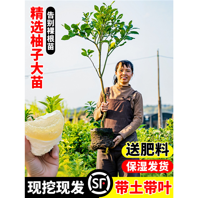柚子树苗嫁接沙田红心蜜柚带土带叶果苗浓香桂柚青柚苗南北方种植