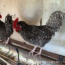 农家散养芦花鸡活体成年公鸡芦花鸡脱温苗青年鸡下蛋母种蛋价格